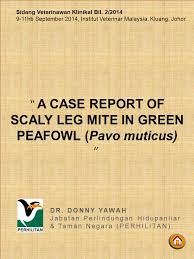 Get the best deals among 55 kluang hotels. Scaly Leg Mite In Green Peafowl Pavo Muticus Ppt Video Online Download