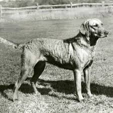 Chesapeake Bay Retriever Dog Breed Information