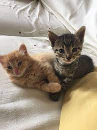 Pin On Cats And Kittens