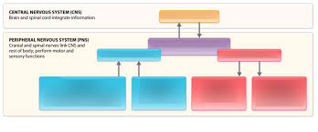 Cns Pns Flow Chart Diagram Quizlet