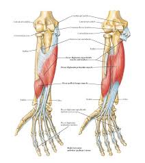 Tenderness at the medial epicondyle. Individual Muscles Of Forearm Flexors Of Digits Anatomy Medial Epicondyle Lateral Epicondyle Common Flexor Tendon Coronoi Upper Limb Anatomy Anatomy Muscle