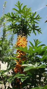 Image result for Vasconcellea pubescens