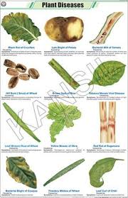 Plant Diseases For Botany Chart