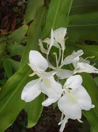 The National Flower Of Cuba White Ginger Lily Very Fragrant And Long Lasting From My Garden Beautiful Flowers Unique Flowers Flowers Name List