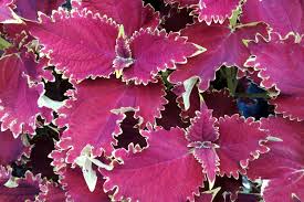 Image result for Coleus longipetiolatus