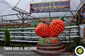 Seperti strawberi, ladang teh juga cukup sinonim dengan cameron highland. 3 Ladang Strawberry Yang Popular Di Cameron Highland C Letsgoholiday My