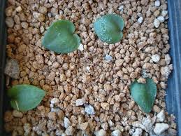 Image result for Eriospermum porphyrium