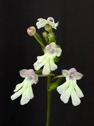 Image result for Cynorkis clarae