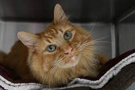 Asap Animal Shelter Assistance Program Home Facebook