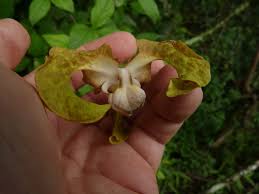 Image result for Monodora grandidieri