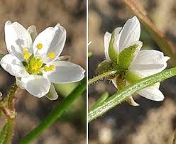 Image result for Spergula