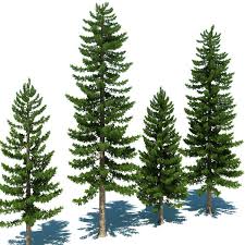 Harness the power of the wind with evergreen's exclusive kinetic designs including wind spinners, twirlers and garden stakes. Deciding Between Deciduous And Evergreen Trees On Your Property