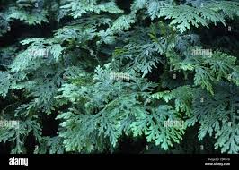 Image result for Selaginella vogelii