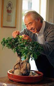 How to grow a bonsai tree. How To Make A Bonsai For Beginners The Whoot Indoor Bonsai Indoor Bonsai Tree How To Grow Bonsai