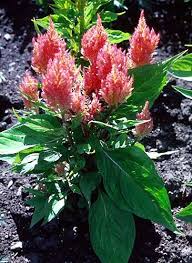 Celosia Plumosa Care Plants Celosia Flower Flower Care