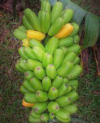 The Hawai'i Institute of Pacific Agriculture - HIP Agriculture - 💚💚🍌💚💚 Popoulu bananas are indigenous to the Pacific region. They are known in Hawaii as Maia popoulu Hua Moa, which translates to “