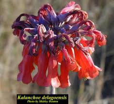 Image result for Bryophyllum tubiflorum