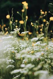 Free download collection of spring wallpapers for your desktop and mobile. 10 000 Best Spring Photos 100 Free Download Pexels Stock Photos