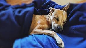 Follow me on instagram @doggystyleeee. Dog Idioms Owlcation