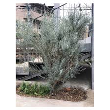 Image result for Gomphostigma virgatum