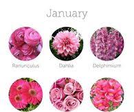 Wedding Flower Chart By Month Pictures Photos And Images