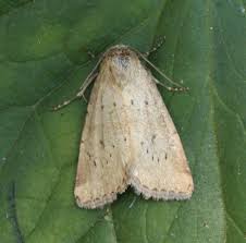 Image result for Photedes minima