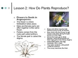 How the worker bees help reproduction. Chapter Three Plant Growth And Reproduction Lesson 1
