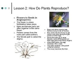 Foxrule pollination is needed for plants to reproduce and so many plants depend on bees or other insects as pollinators. Chapter Three Plant Growth And Reproduction Lesson 1