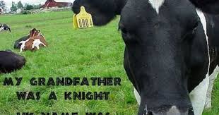 Black And White Cow Name Sir Loin Animals Cow White Cow