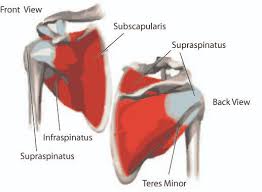 Shoulder anatomy is an elegant piece of machinery having the greatest range of motion of any joint in addition to reading this article, be sure to watch our. The Anatomy Of The Shoulder