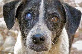 Cataracts In Dogs Are Common In Diabetic Dogs Many People Want To Solve This With Surgery But What Are The Exa Cataracts In Dogs Cat Eye Problems Diabetic Dog