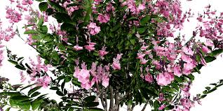 Image result for Lagerstroemia speciosa