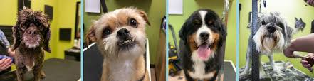 Best store to buy cat or dog food & supply products in muncie. Dog Grooming Dee O Gee Missoula Dee O Gee Missoula