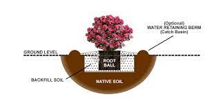 We did not find results for: How To Plant Evergreen Azaleas The Ground Or In Pots Wilson Bros Gardens