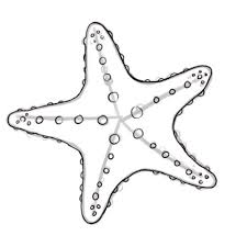 How To Draw A Starfish Starfish Drawing Starfish Art Starfish Painting