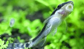 Algae Control The Ultimate Guide To Removing Algae Japanesefightingfish Org