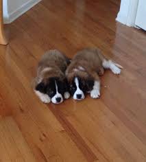Brothers 11 Week Old St Bernard Puppies St Bernard Puppy St Bernard Bernard Dog