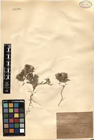 Image result for Sida hoepfneri