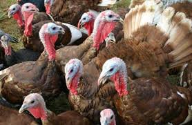 Betina biasa nya mulai bertelur pada usia 7 atau 8 bulan tergangtung dari perawatan yg kita berikan. Inilah Cara Ternak Ayam Kalkun Yang Tepat Bagi Pemula Hinyong