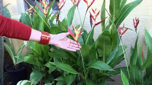 Landscape design is performed in various styles. How To Landscape A Small Front Tropical Garden Landscaping Floral Decor Youtube