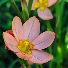 Image result for Moraea