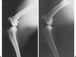 Radiographic Quality Veterian Key