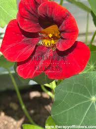 Image result for Tropaeolum majus