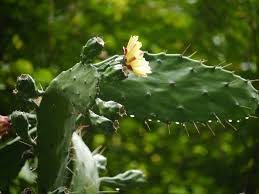 Image result for Opuntia monacantha