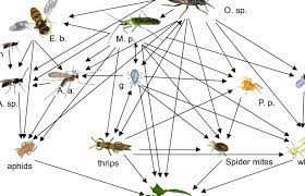Biological control of pests in agriculture is a method of controlling pests (including insects, mites, weeds and plant diseases) that relies on predation, parasitism, herbivory, or other natural mechanisms. A Food Web Of Pest Species And Their Most Commonly Used Natural Enemies Download Scientific Diagram