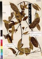 Image result for Cyclocotyla