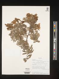 Image result for Tephrosia argyrolampra