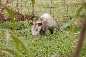 Possums are omnivores, so they eat a wide range of plants and animals. Are Possums Dangerous Animals Hamilton Burlington