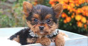 .pet supplies premium beauty prime video smart home software sports & outdoors subscribe amazon's choicefor holistic pet food. Pet Supplies Near Me