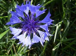 Cornflower Description Facts Britannica